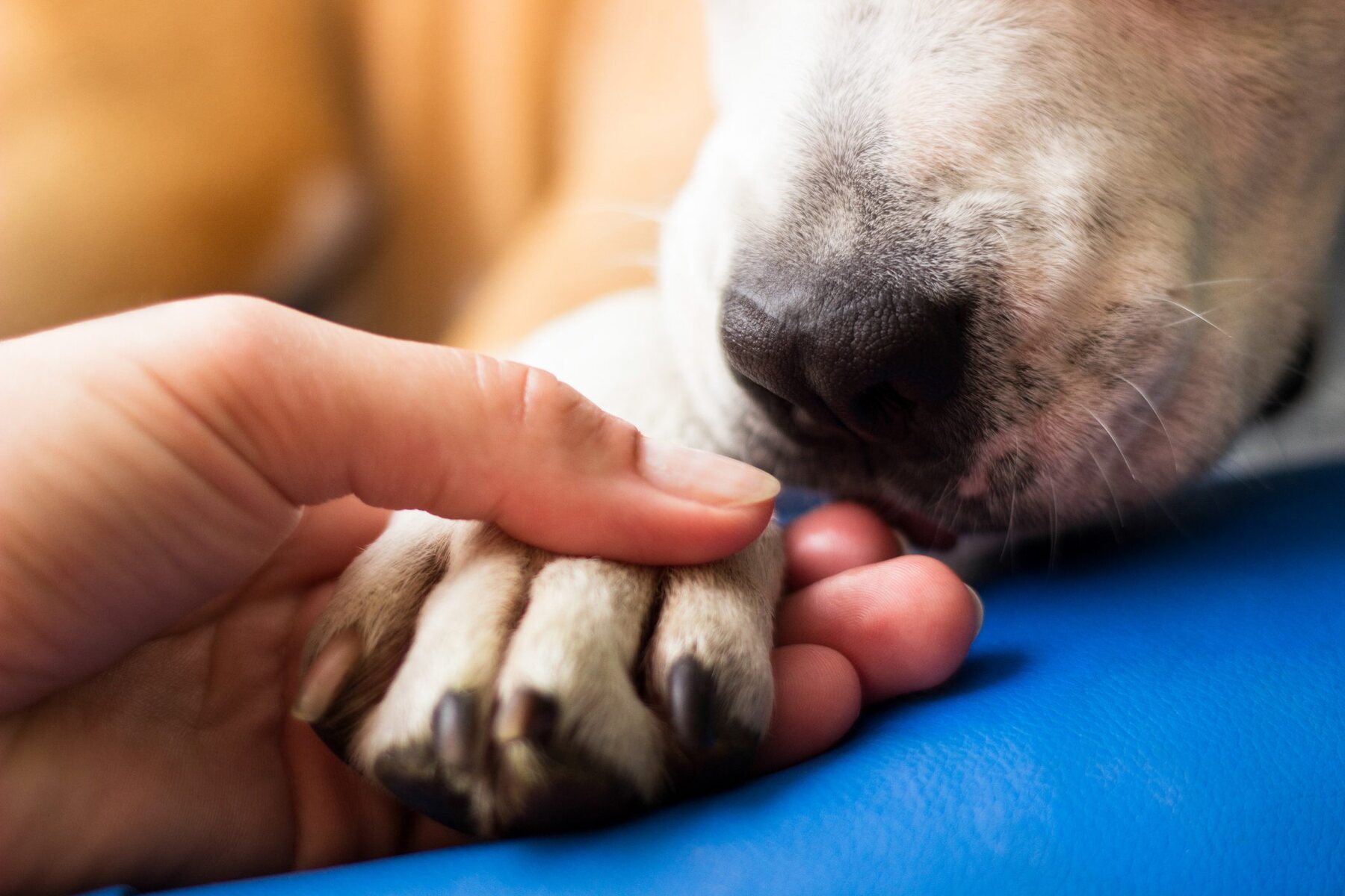 Foster caregiver with a rescued animal