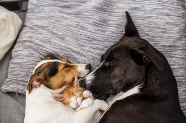 Two dogs lying together and cuddling an orange kitten on a blanket
