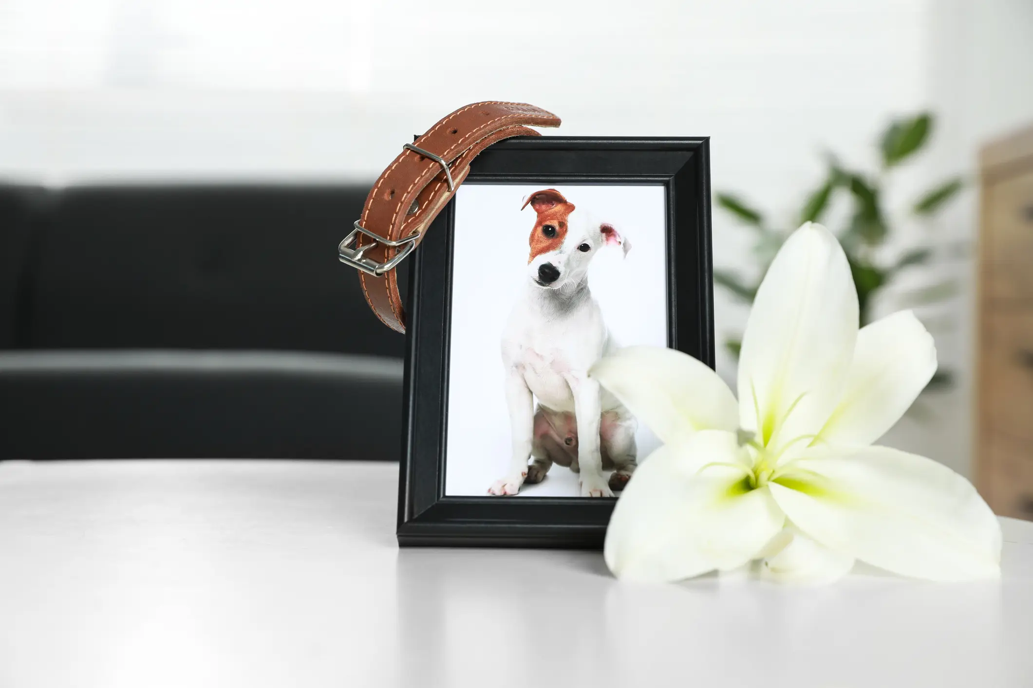Dog photo with collar and white flower.