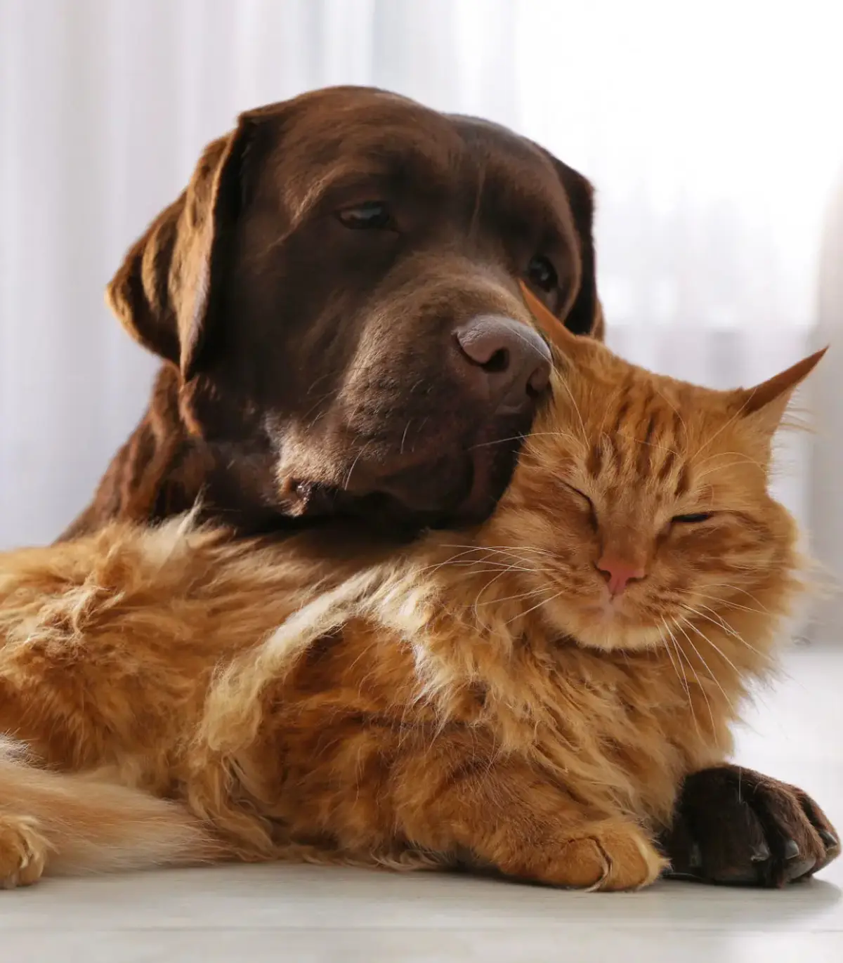 Healing Hearts Sanctuary Socal