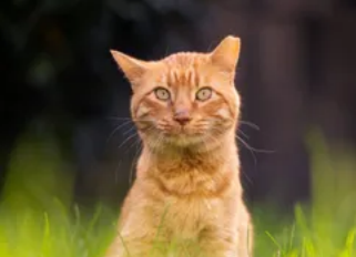 Screenshot 2025-12-26 085208