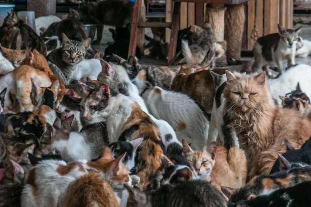 Screenshot 2025-12-26 085409