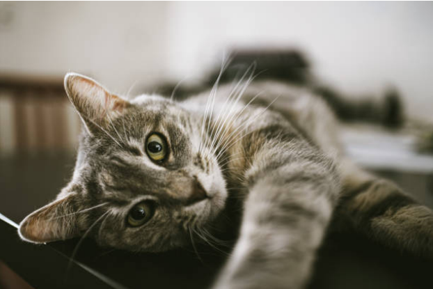 Screenshot 2025-12-26 085800