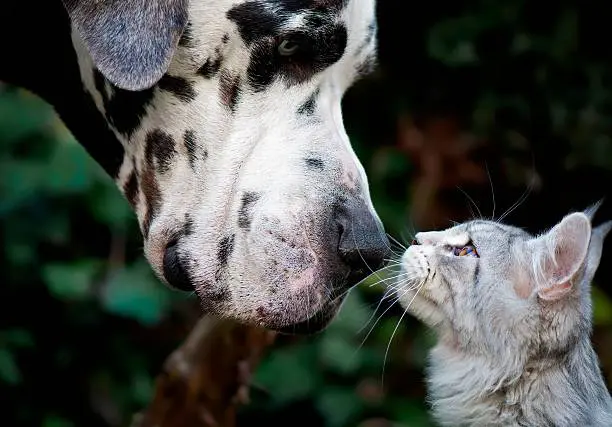 Dog and cat having moment.